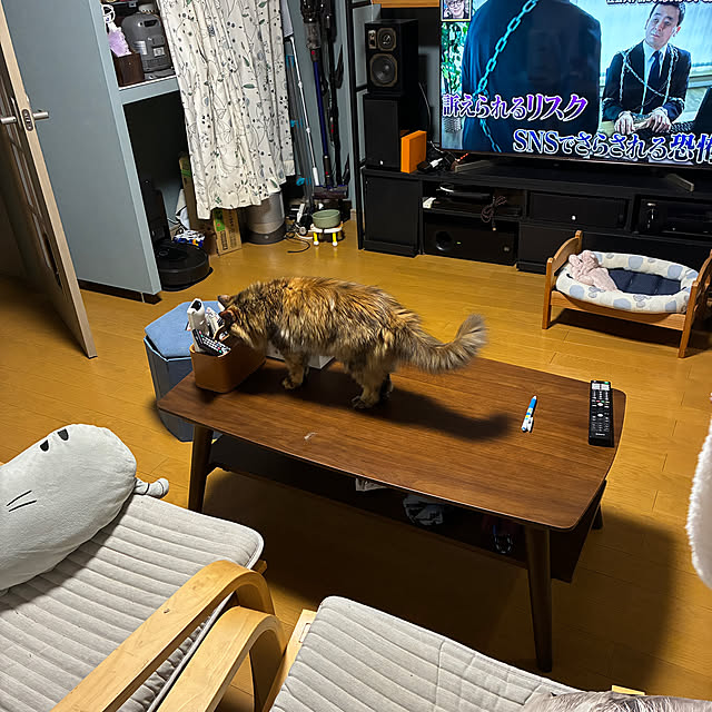 nekohagu2022さんの実例写真