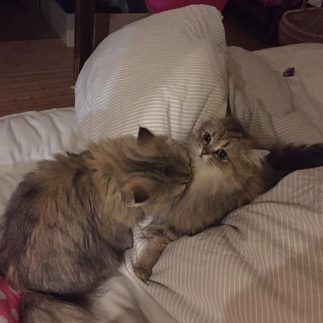 butachanさんの実例写真