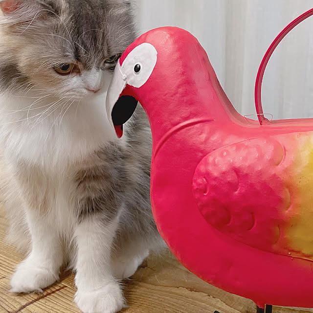 v_pさんの実例写真