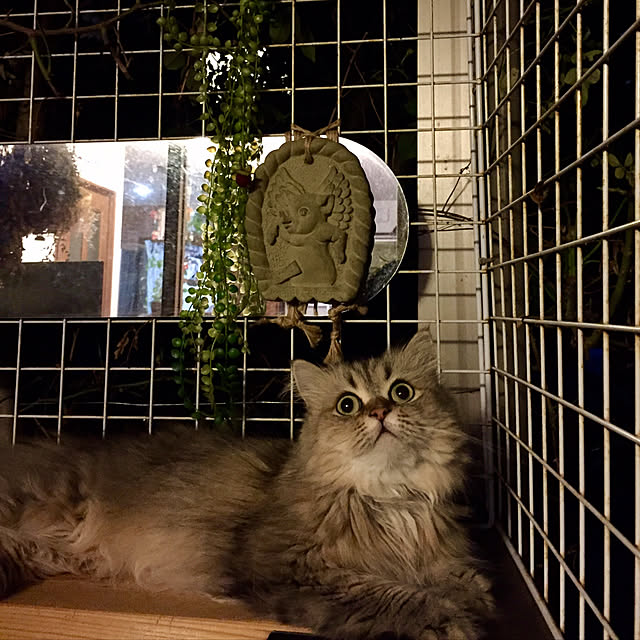 butachanさんの実例写真