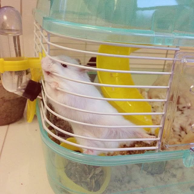 jnjnforesterさんの実例写真