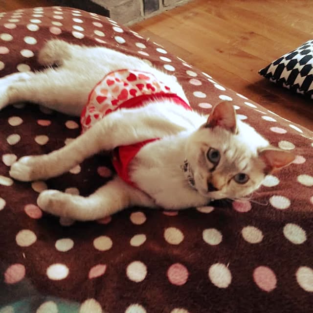 tsukiyuzuさんの実例写真