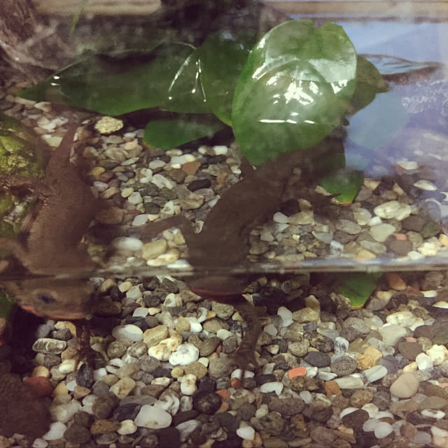 実例写真