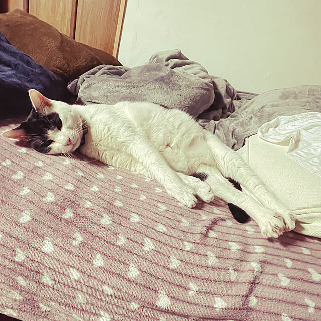 nekosamaさんの部屋