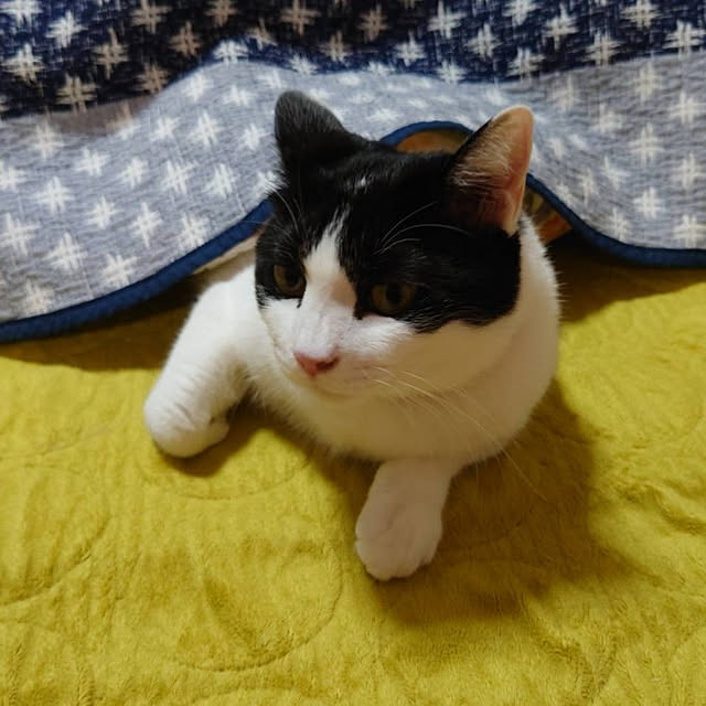 kiyohima229さんの実例写真