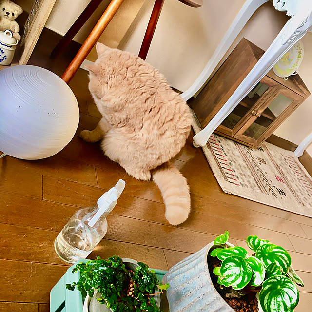 naokoさんの実例写真