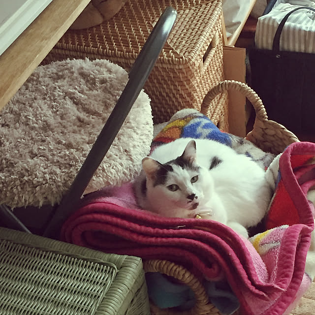 miiko3さんの実例写真