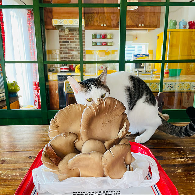 meさんの実例写真