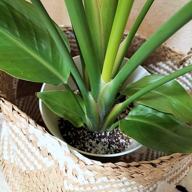 coconathuさんの部屋