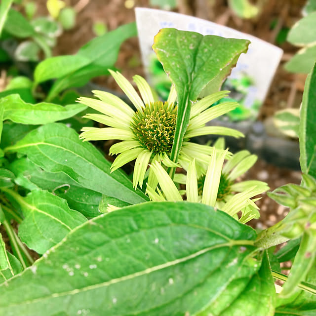 sunabaさんの実例写真