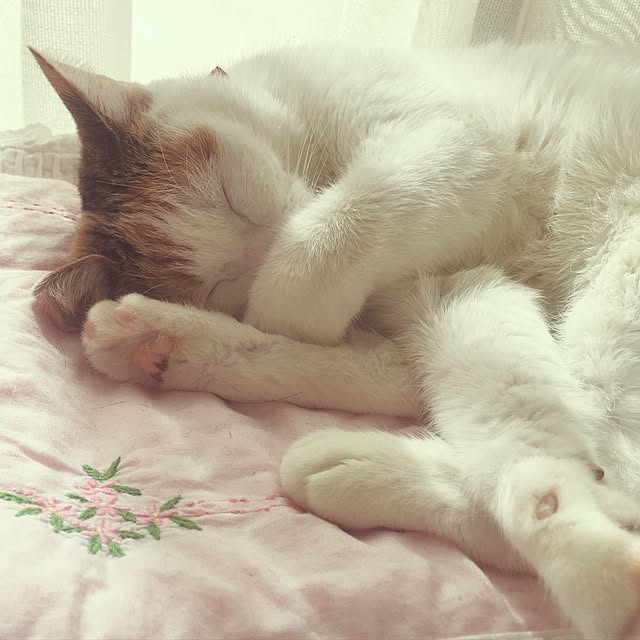 kokomadeさんの実例写真