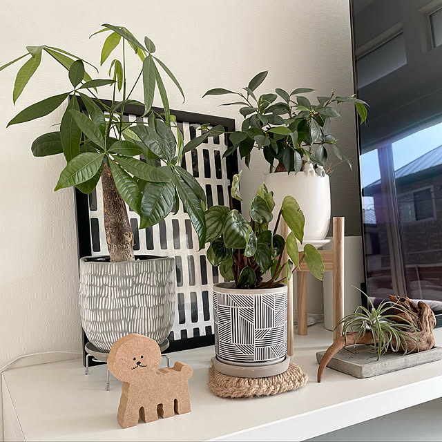 観葉植物/北欧/棚のインテリア実例 - 2023-03-03 12:01:05