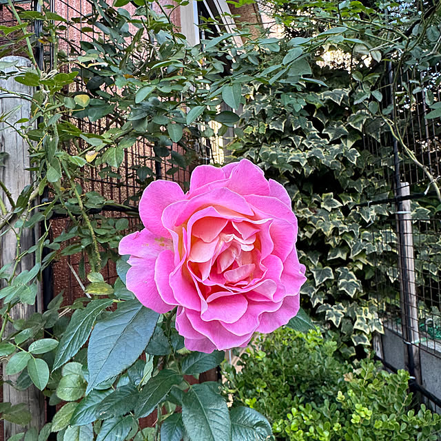 RoseLife5818さんの部屋