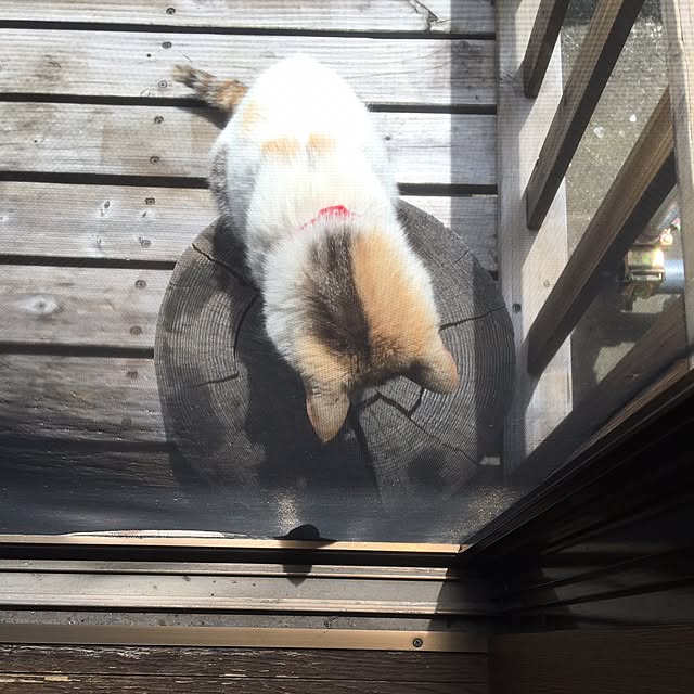 poncocoberryさんの実例写真
