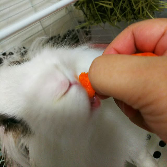 WASABIさんの実例写真