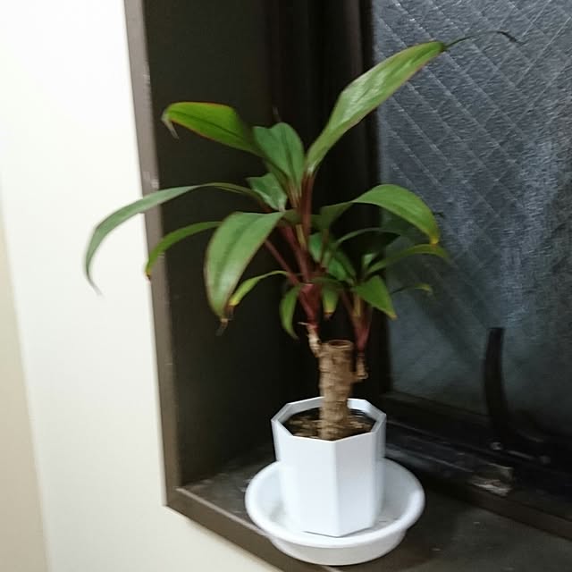 DoDさんの実例写真