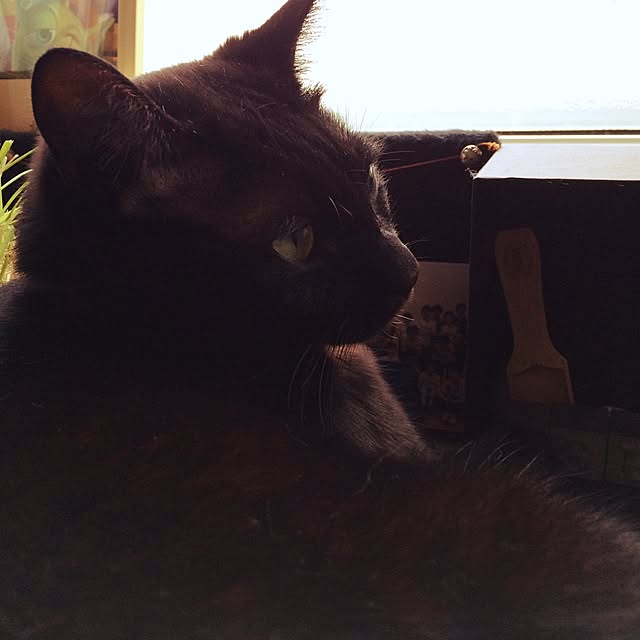 Kitakoさんの実例写真