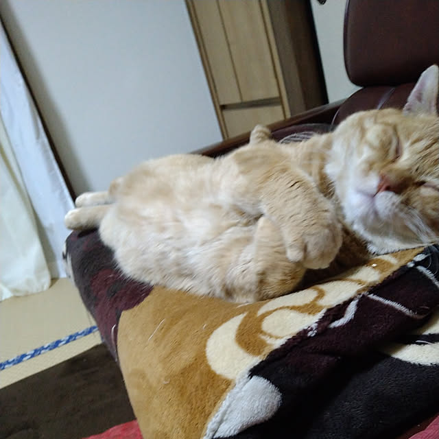 y.ebihara0811さんの実例写真