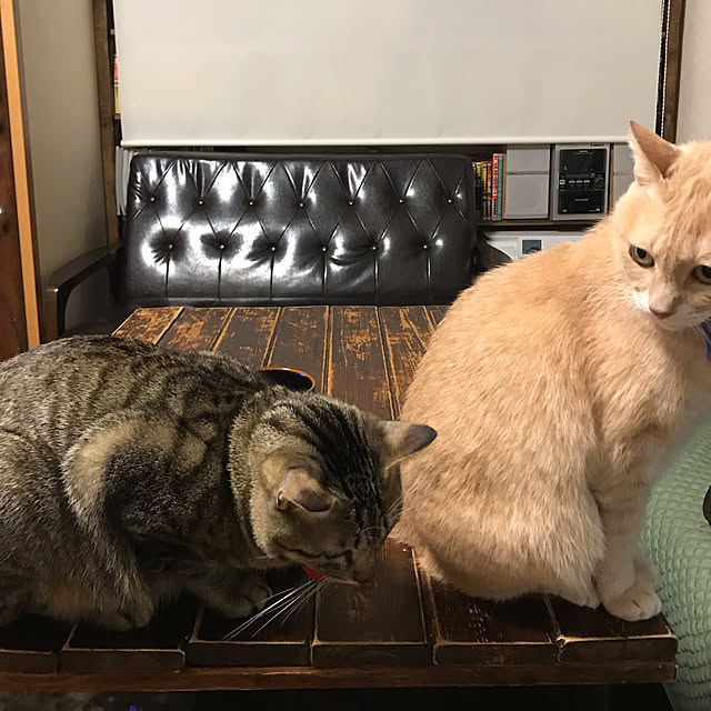 mikan161さんの実例写真