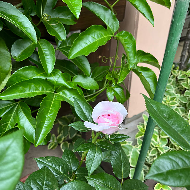 botanさんの部屋