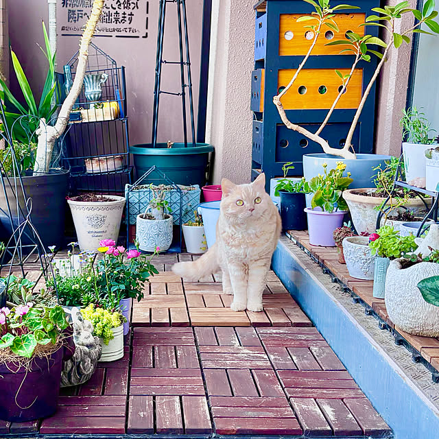 naokoさんの実例写真