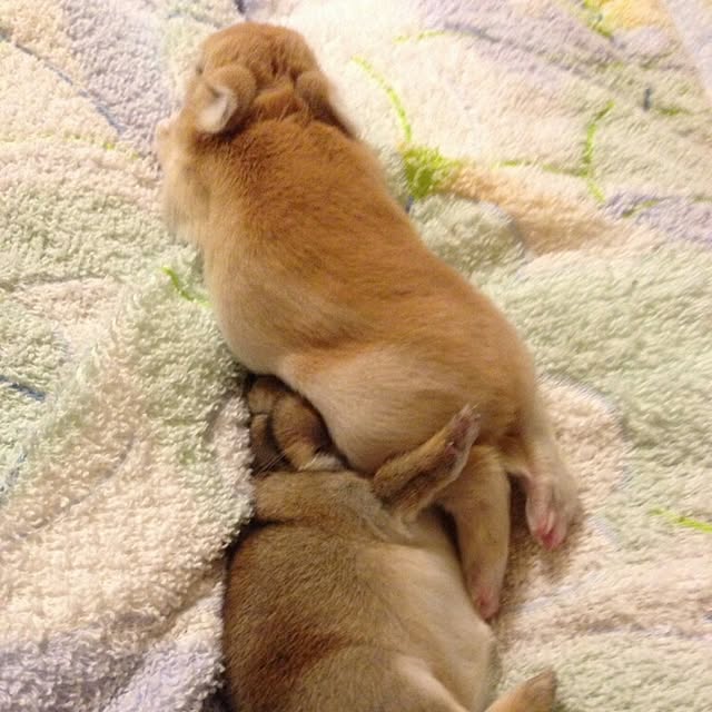 ChocolateNandasさんの実例写真