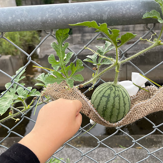 manekinekoさんの実例写真