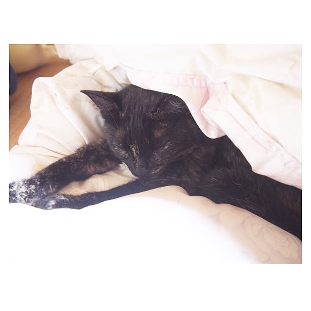 Ryoさんの実例写真