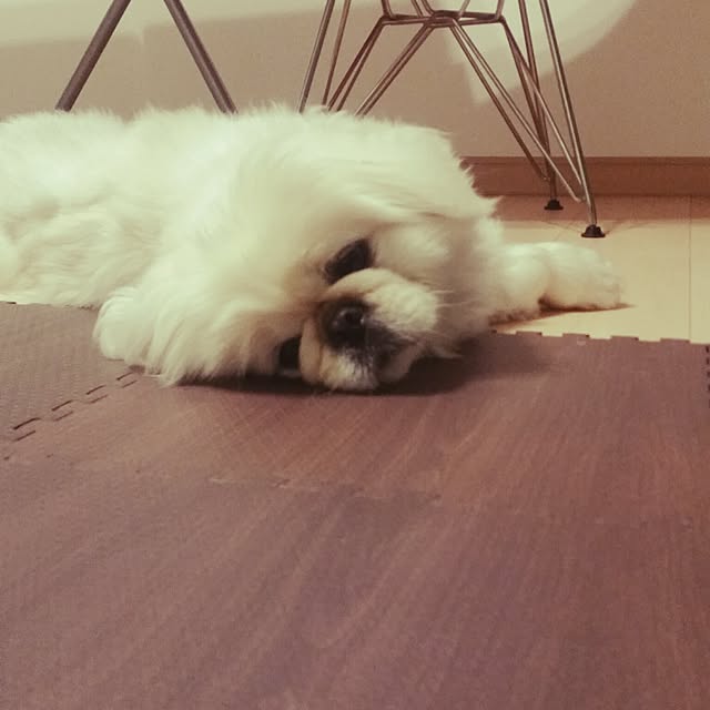 yukagomaさんの実例写真
