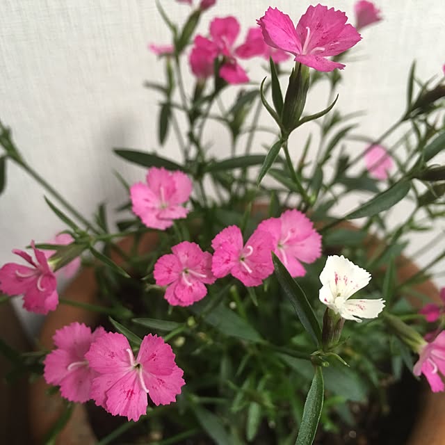 Ryokoさんの実例写真
