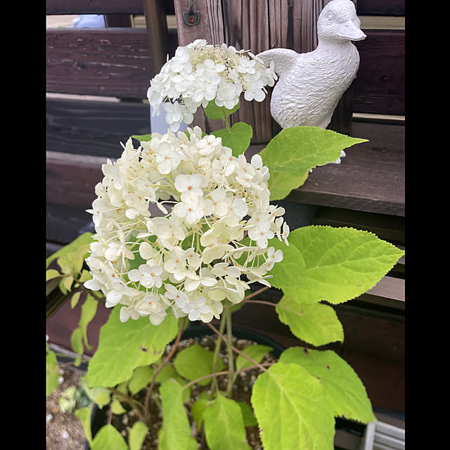 usako66さんの実例写真