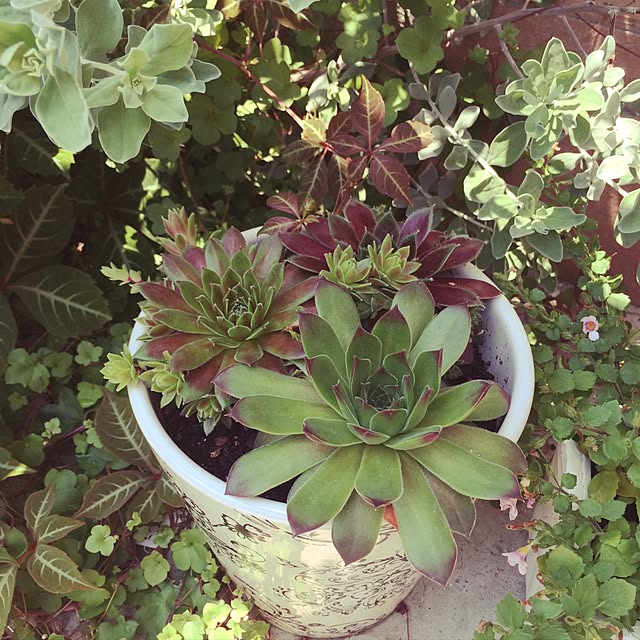 玄関/入り口/多肉植物/雑貨/DIY/観葉植物のインテリア実例 - 2016-06-16 12:34:32