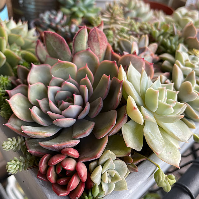 多肉植物寄せ植え ピンクルルビーのおすすめ商品とおしゃれな