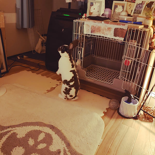 biohazard12247さんの実例写真