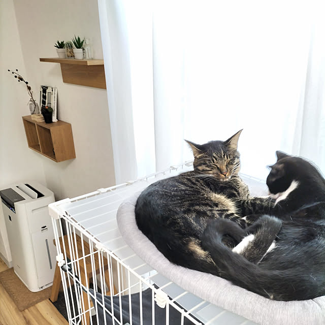 hihaさんの実例写真