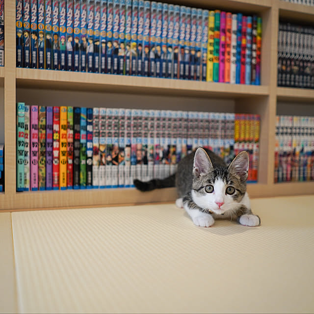 chovyさんの実例写真