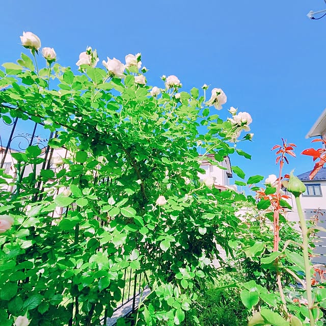 surviveさんの部屋
