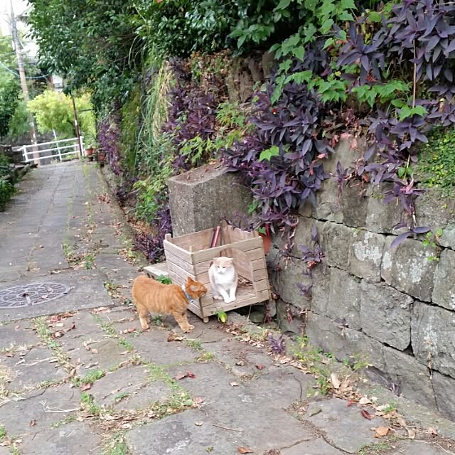 実例写真