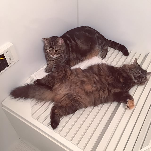mikomaruさんの実例写真