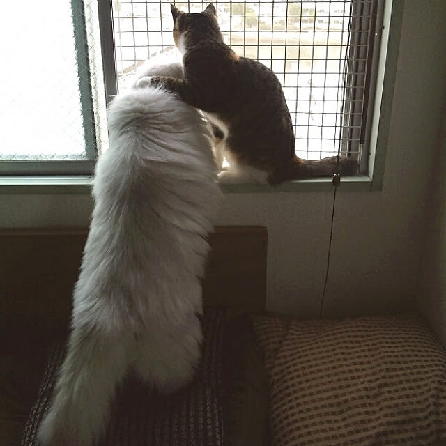 nyanydaysさんの実例写真