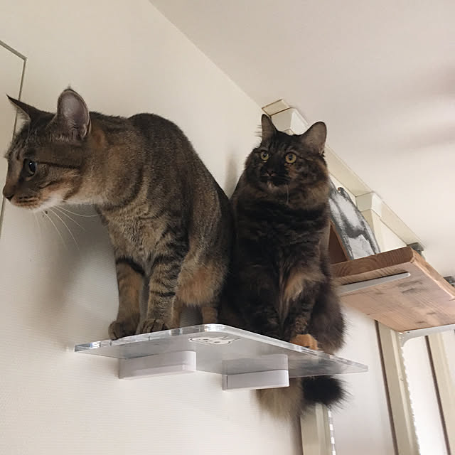 mikomaruさんの実例写真