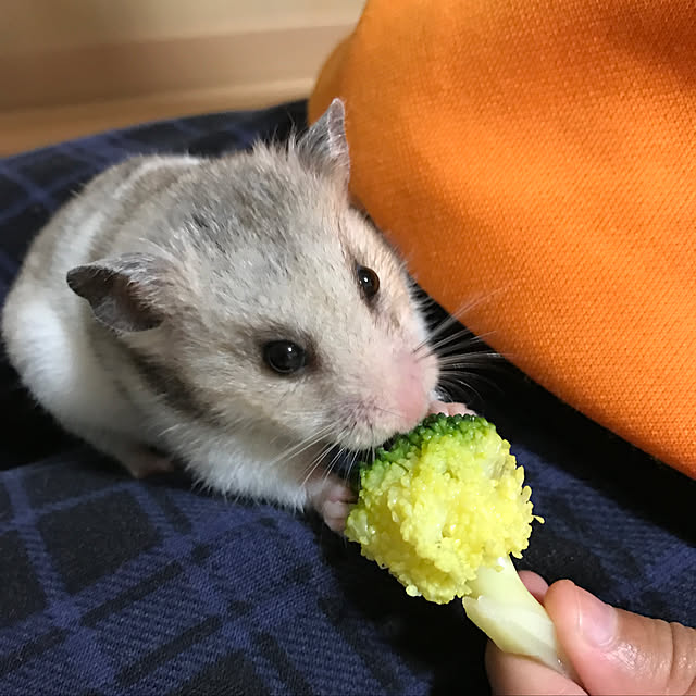Rさんの実例写真