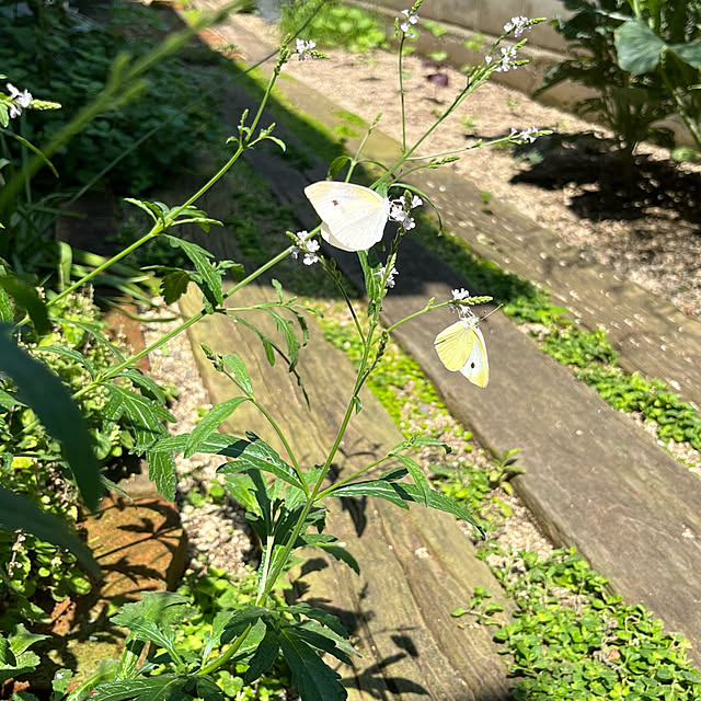 kuuさんの実例写真