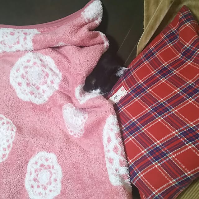oliveさんの実例写真