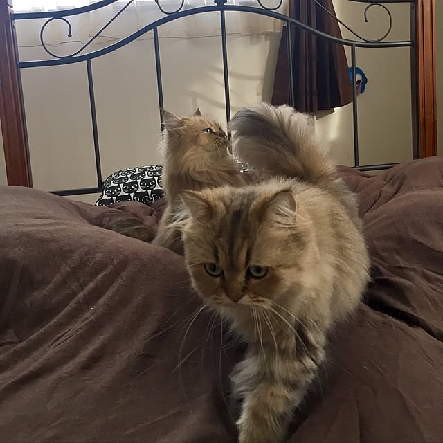 butachanさんの実例写真