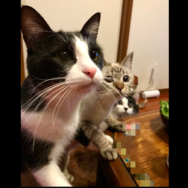 butachanさんの実例写真