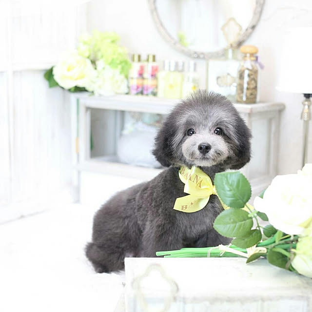 miyaviさんの実例写真