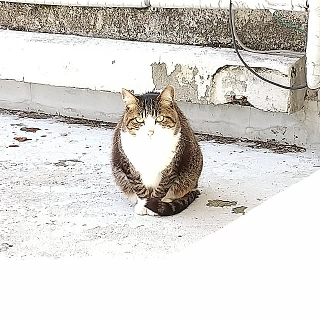 noaさんの実例写真