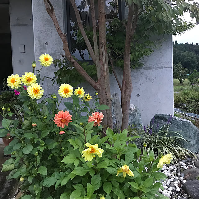 Miriさんの実例写真