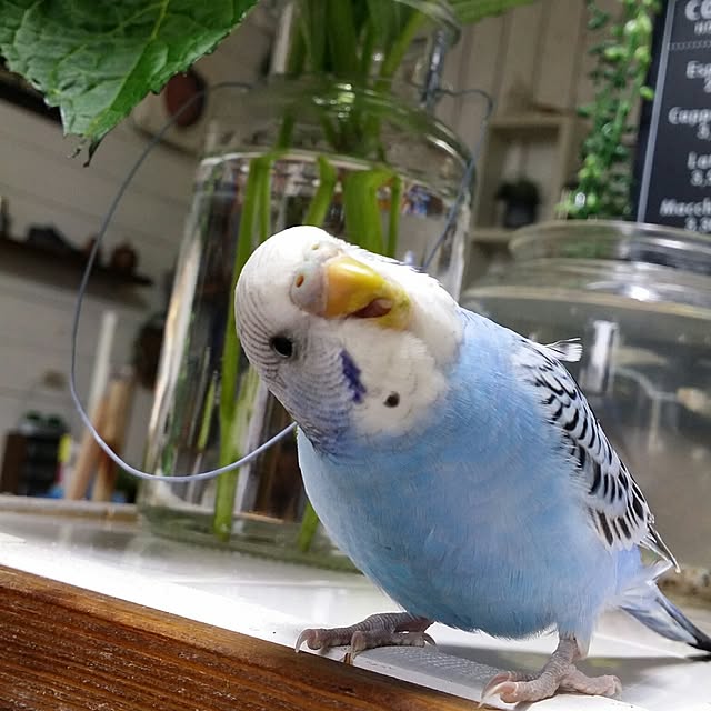 karinさんの実例写真